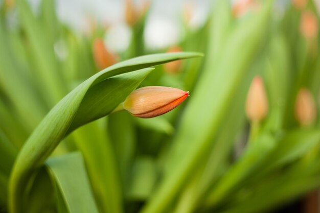 Schöne Tulpen in einem Gewächshaus gewachsen