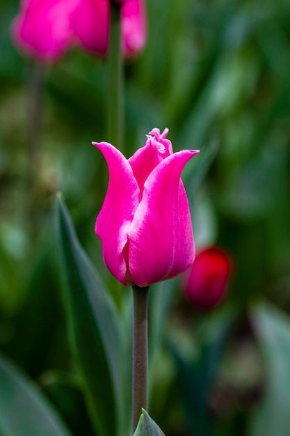 Schöne Tulpen purpurrote rosa Tulpen