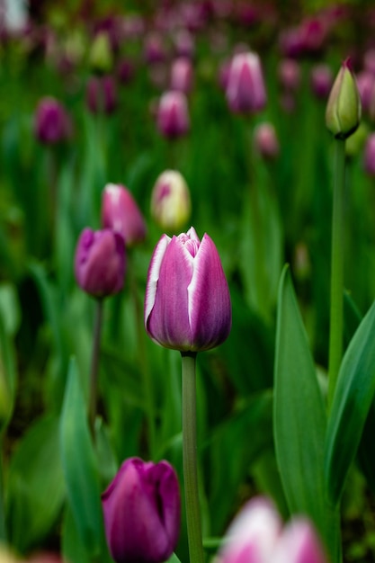 Schöne Tulpen purpurrote rosa Tulpen