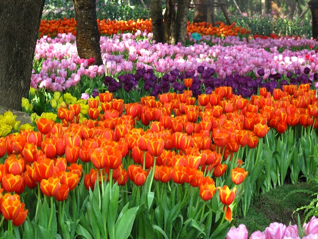 Schöne tulpenblumen, die im garten blühen