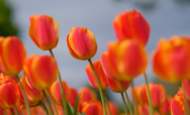 schöne Tulpenblumen, die im Garten, Frühlings-Saison blühen