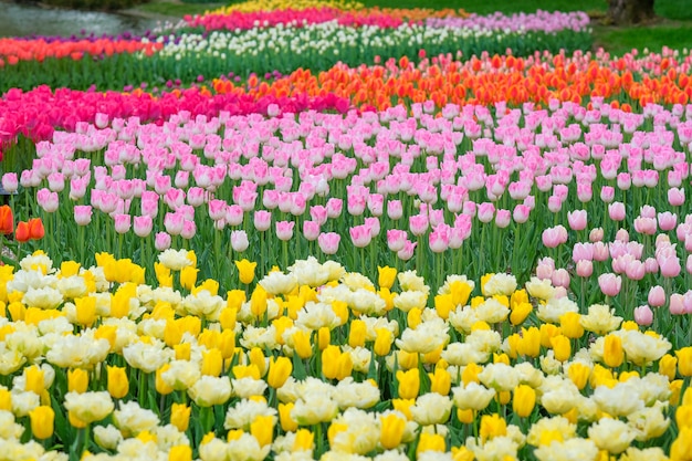 schöne Tulpenblumen, die im Garten, Frühlings-Saison blühen