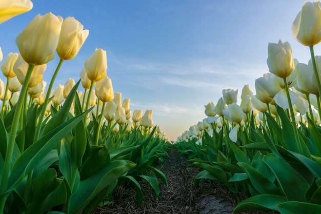 Schöne Tulpenfelder in den Niederlanden im Frühjahr unter einem Sonnenaufganghimmel, Amsterdam, die Niederlande