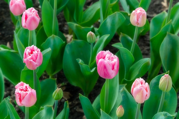 Foto schöne tulpenfeldplantage. kommerzieller tulpenanbau im botanischen garten