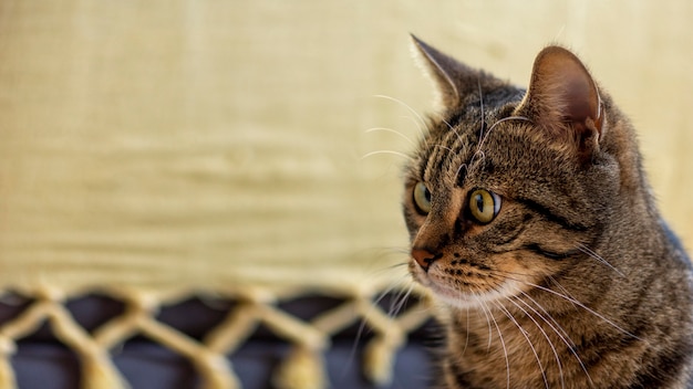 Schöne überraschte Katze drinnen