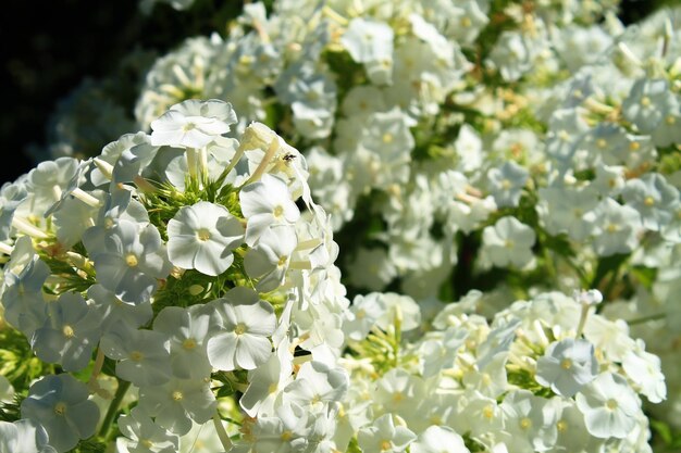 Schöne üppige Sommerblumen Weiße Blumen