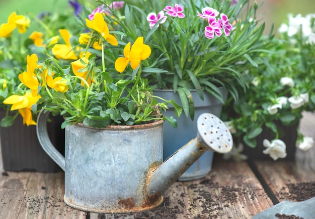 schöne und bunte Frühlingsblumen von Nelken und Violinen in einer dekorativen alten kleinen Bewässerungsdose