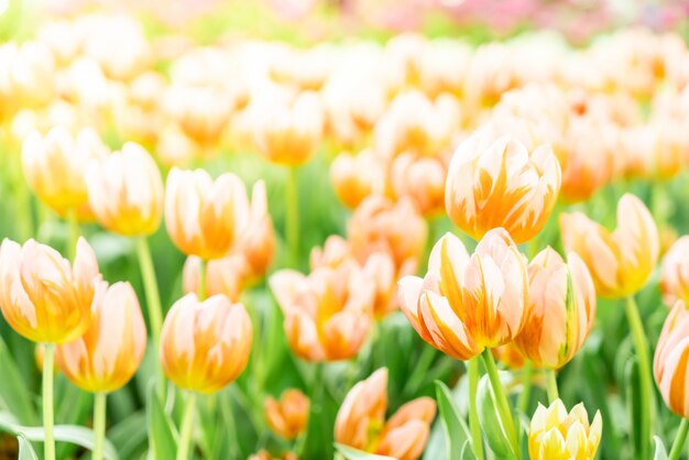 Schöne und bunte Tulpen im Garten