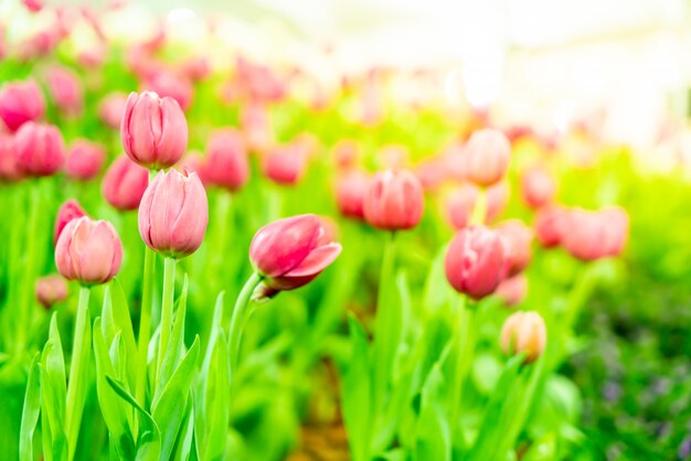 Schöne und bunte Tulpen im Garten