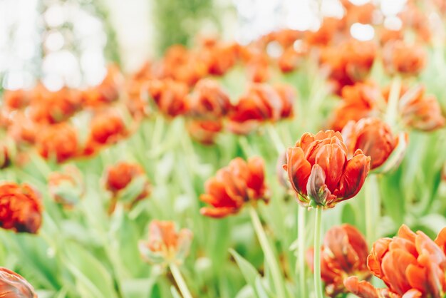 Schöne und bunte Tulpen im Garten