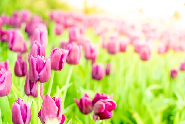 Foto schöne und bunte tulpen im garten