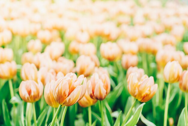 Schöne und bunte Tulpen im Garten