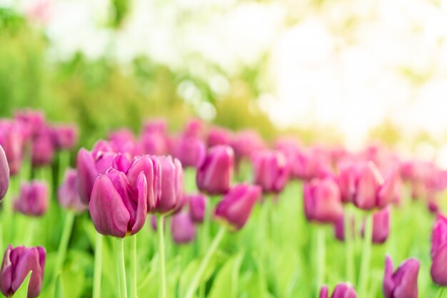 Schöne und bunte Tulpen im Garten