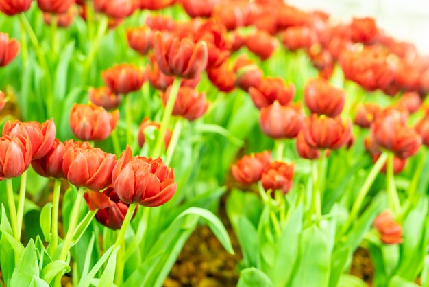 Schöne und bunte Tulpen im Garten