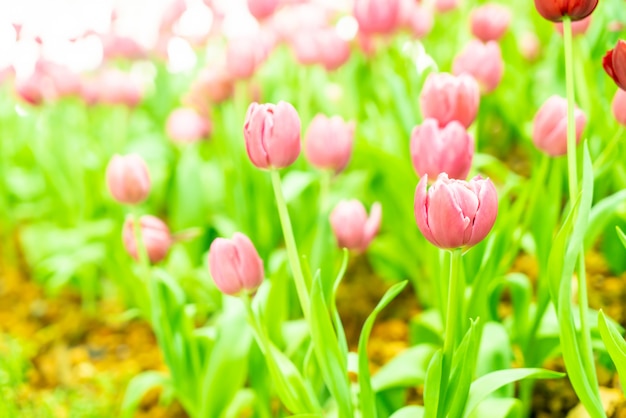 Schöne und bunte Tulpen im Garten