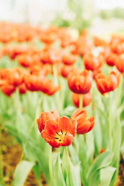 Schöne und bunte Tulpen im Garten