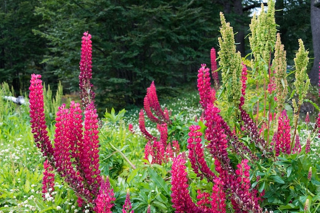 Schöne und farbenfrohe Blumen auf der Estancia Las Cotorras in der Nähe von Ushuaia Tierra del Fuego Argentinien