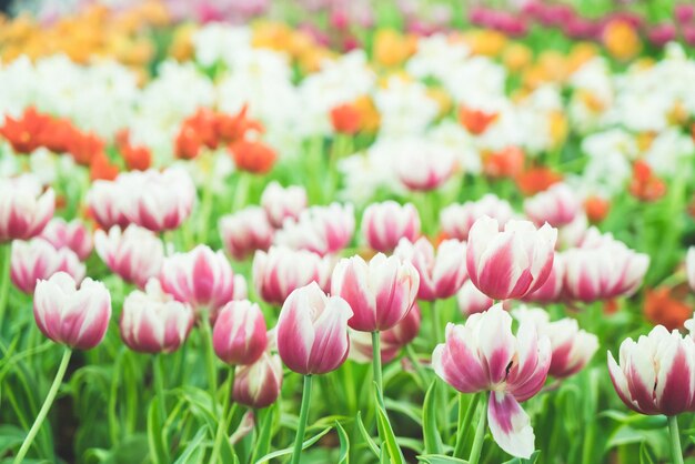 Schöne und farbenfrohe Tulpen im Garten