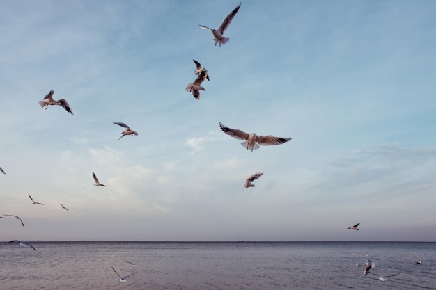 Schöne und freie weiße Möwenvögel fliegen im blauen Himmel über dem Meer.