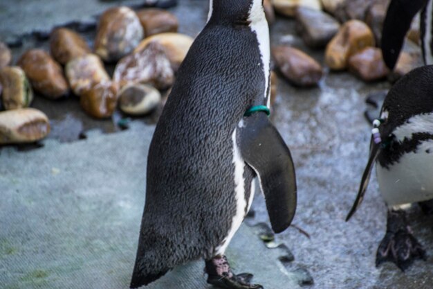 schöne und lustige Pinguin-Sonne in einer Peer-Gruppe