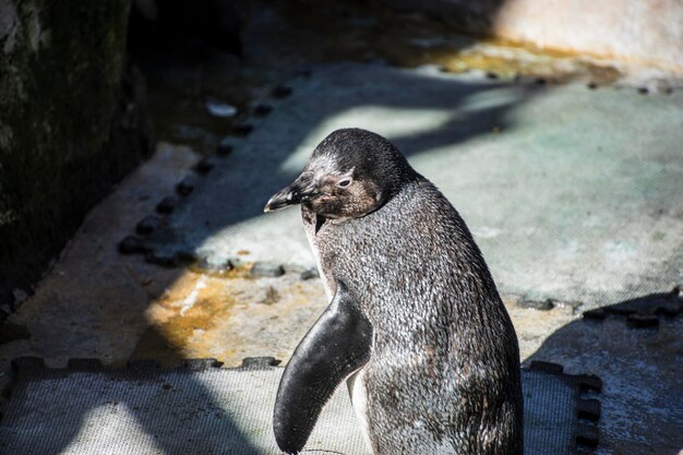 schöne und lustige Pinguin-Sonne in einer Peer-Gruppe