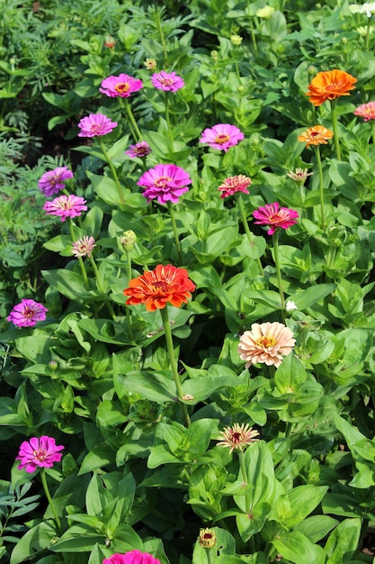 Schöne und rote Zinniablume auf dem Bett