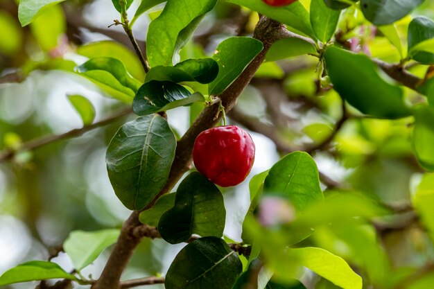 Schöne und schmackhafte Acerola (Malpighia emarginata) am Baum. Süße und schmackhafte Früchte, ideal für die Herstellung von Saft und zum frischen Essen. Ursprünglich aus Antillen, Mittel-, Nord- und Südamerika.