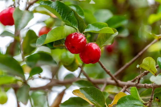 Schöne und schmackhafte Acerola (Malpighia emarginata) am Baum. Süße und schmackhafte Früchte, ideal für die Herstellung von Saft und zum frischen Essen. Ursprünglich aus Antillen, Mittel-, Nord- und Südamerika.