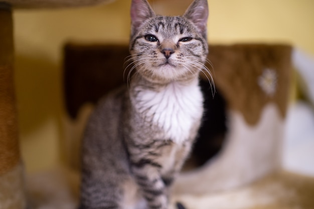 Schöne und sehr süße gestreifte Katze entspannt sich in seinem Katzenhaus