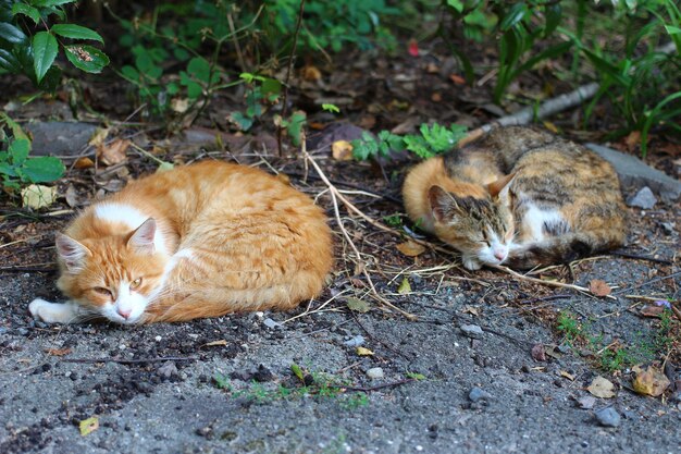 Schöne und traurige obdachlose Katze