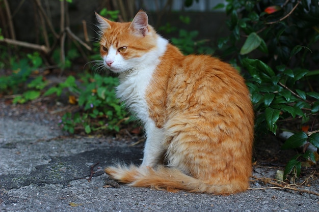 Schöne und traurige obdachlose Katze