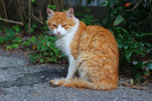 Schöne und traurige obdachlose Katze