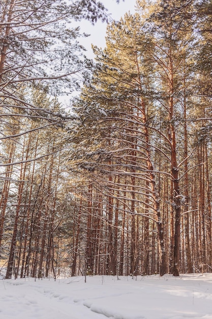 Schöne und ungewöhnliche Straßen und Waldwege Schöne Winterlandschaft Die Bäume stehen in einer Reihe