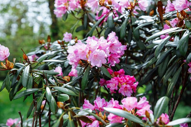 Schöne und zarte Rhododendron-rosa Blüten aus nächster Nähe Immergrüner blühender Strauchviele blühende AzaleenbüscheBotanischer Garten Frühlingsstimmung