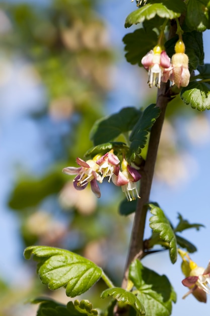 Schöne ungewöhnliche Blumen Stachelbeersträucher im Garten, Obstgarten, blühende Stachelbeeren im Sommer