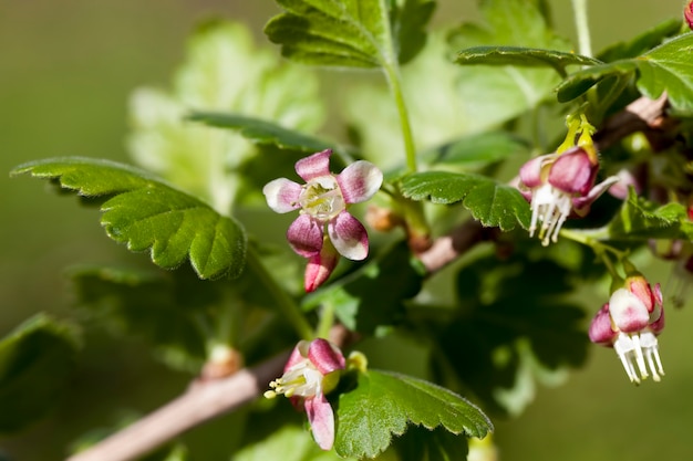 Schöne ungewöhnliche Blumen Stachelbeersträucher im Garten, Obstgarten, blühende Stachelbeeren im Sommer