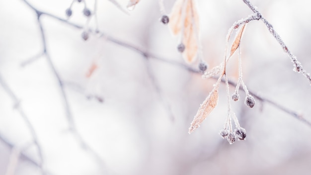 Foto schöne unscharfe empfindliche winterfrostnatur-hintergrundfahne