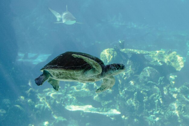 Schöne Unterwassernatur Unglaublich farbenfrohes Meeresleben