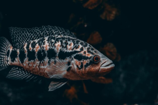 Schöne Unterwassernatur Unglaublich farbenfrohes Meeresleben