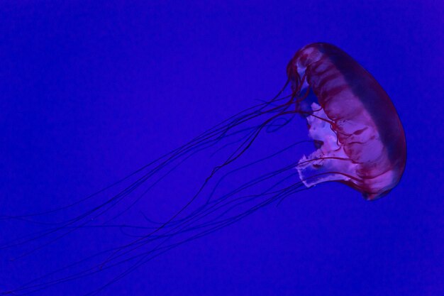 Schöne Unterwassernatur Unglaublich farbenfrohes Meeresleben