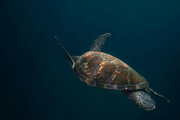 Schöne Unterwassernatur Unglaublich farbenfrohes Meeresleben