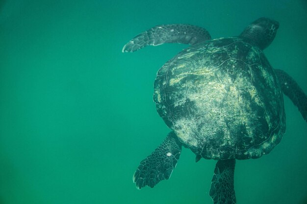 Schöne Unterwassernatur Unglaublich farbenfrohes Meeresleben