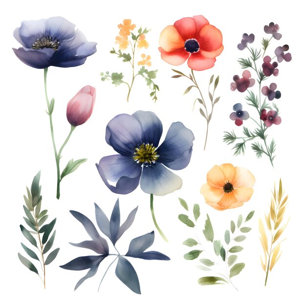 Schöne vektorische Aquarell-Illustration von Anemonenblumen-Design-Elementen