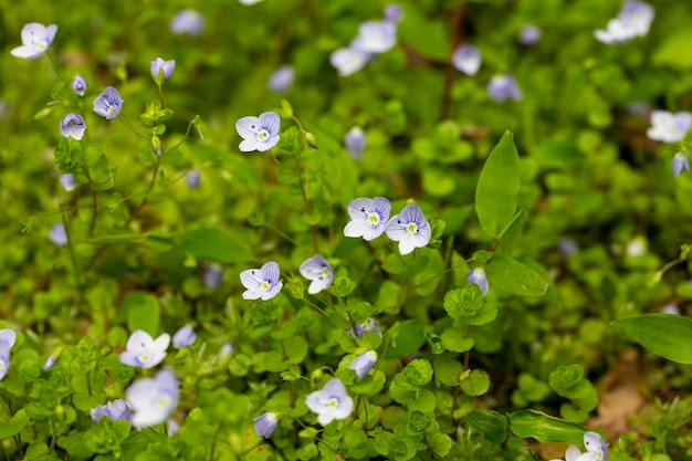Schöne Veronica Chamadris blaue Blumen im Frühjahr Floraler Hintergrund Veronica Alpine Veronica fruticans Wilde Blume Veronica Eiche