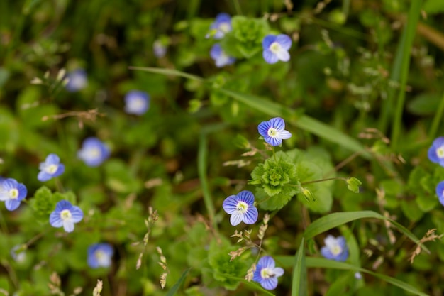 Schöne Veronica Chamadris blaue Blumen im Frühjahr Floraler Hintergrund Veronica Alpine Veronica fruticans Wilde Blume Veronica Eiche