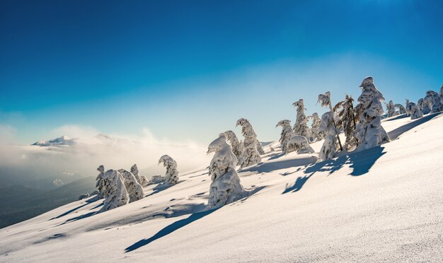 Schöne verschneite Piste mit Tannenbäumen