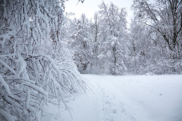 Schöne verschneite Winterlandschaft im Park