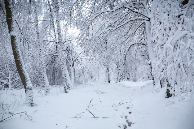 Schöne verschneite Winterlandschaft im Park