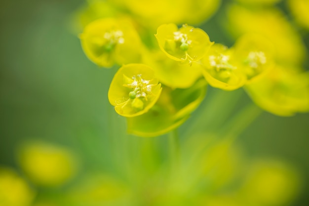 Foto schöne verschwommene blumen in der natur