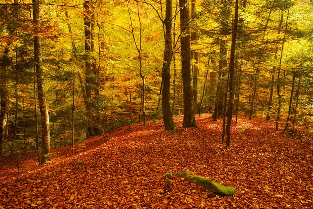 Schöne Vintage Herbstlandschaft mit gefallenen trockenen roten Ahornblättern im Buchenwald